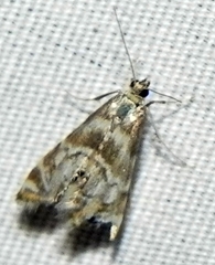 Petrophila canadensis