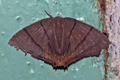 Orudiza protheclaria