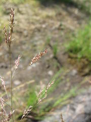 Agrostis canina
