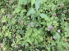 Hydrophyllum virginianum