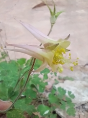 Aquilegia micrantha