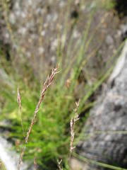 Agrostis canina