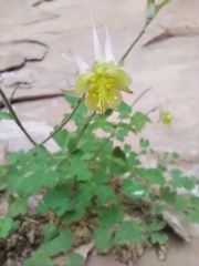 Aquilegia micrantha