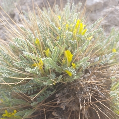 Astragalus oplites