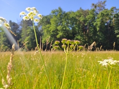 Oenanthe peucedanifolia