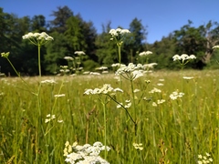 Oenanthe peucedanifolia