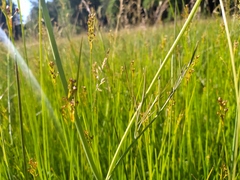 Oenanthe peucedanifolia