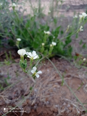 Raphanus raphanistrum