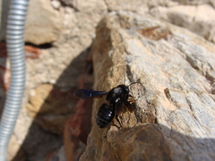 Megachile parietina