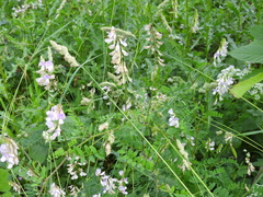 Vicia sylvatica