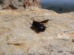 Megachile parietina