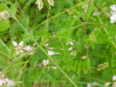 Vicia sylvatica