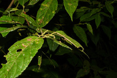 Myriocarpa