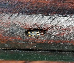 Agallissus lepturoides