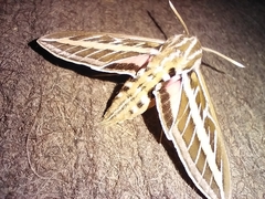 Hyles lineata