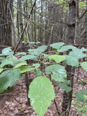 Hormaphis hamamelidis