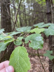 Hormaphis hamamelidis