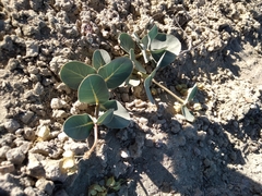 Asclepias cryptoceras