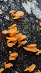 Favolaschia calocera
