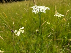 Oenanthe peucedanifolia