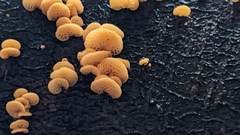 Favolaschia calocera