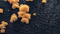 Favolaschia calocera