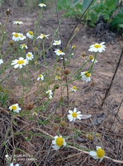 Cladanthus mixtus