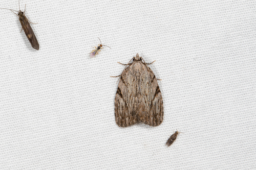 Three-lined Balsa Moth photo 5