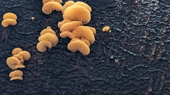 Favolaschia calocera