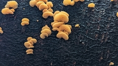 Favolaschia calocera