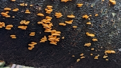Favolaschia calocera