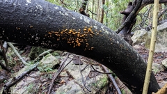 Favolaschia calocera