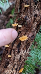 Favolaschia calocera
