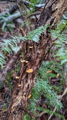 Favolaschia calocera