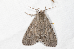 Acronicta americana