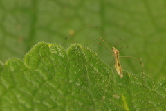 Yemma gracilis