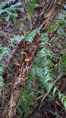 Favolaschia calocera