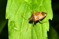 Podisus thomasi