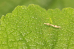 Yemma gracilis