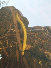 Lampetra fluviatilis
