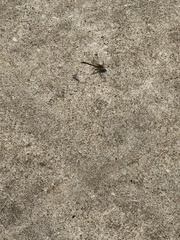 Arigomphus submedianus