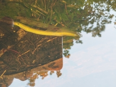Lampetra fluviatilis
