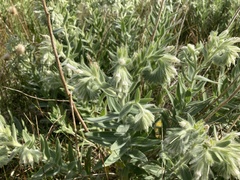 Lithospermum occidentale