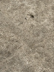 Arigomphus submedianus