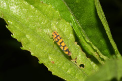 Pawiloma multilunatula