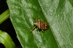 Podisus thomasi