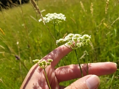 Oenanthe peucedanifolia