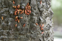 Dysdercus fuscomaculatus