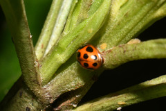 Zagreus decempunctatus