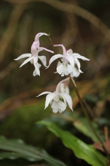 Calanthe arisanensis
